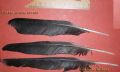 Corvus corone cornix